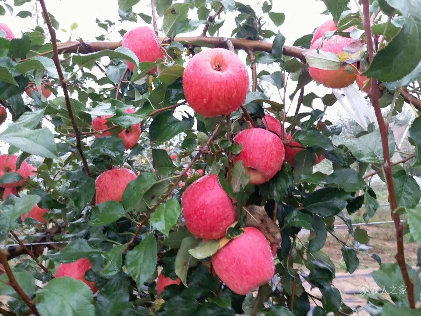 矮化秦脆苹果苗几年结果，矮化秦脆苹果苗零售价格