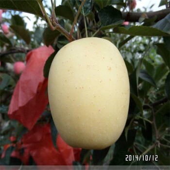 如何选择矮化华硕苹果苗前景
怎么样，矮化华硕苹果苗
培育基地
品种