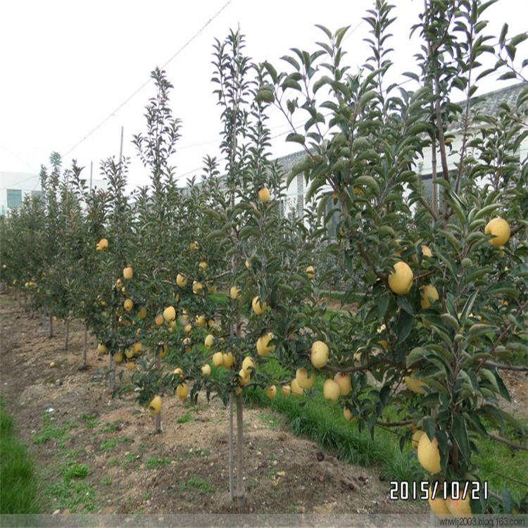 矮化秦蜜苹果苗便宜出售，矮化秦蜜苹果苗种植优缺点