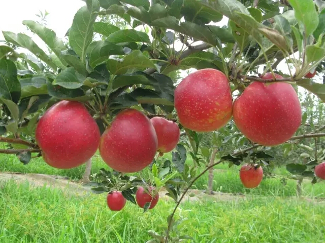 哪里有蜜脆苹果苗供货商，蜜脆苹果苗基地苗木