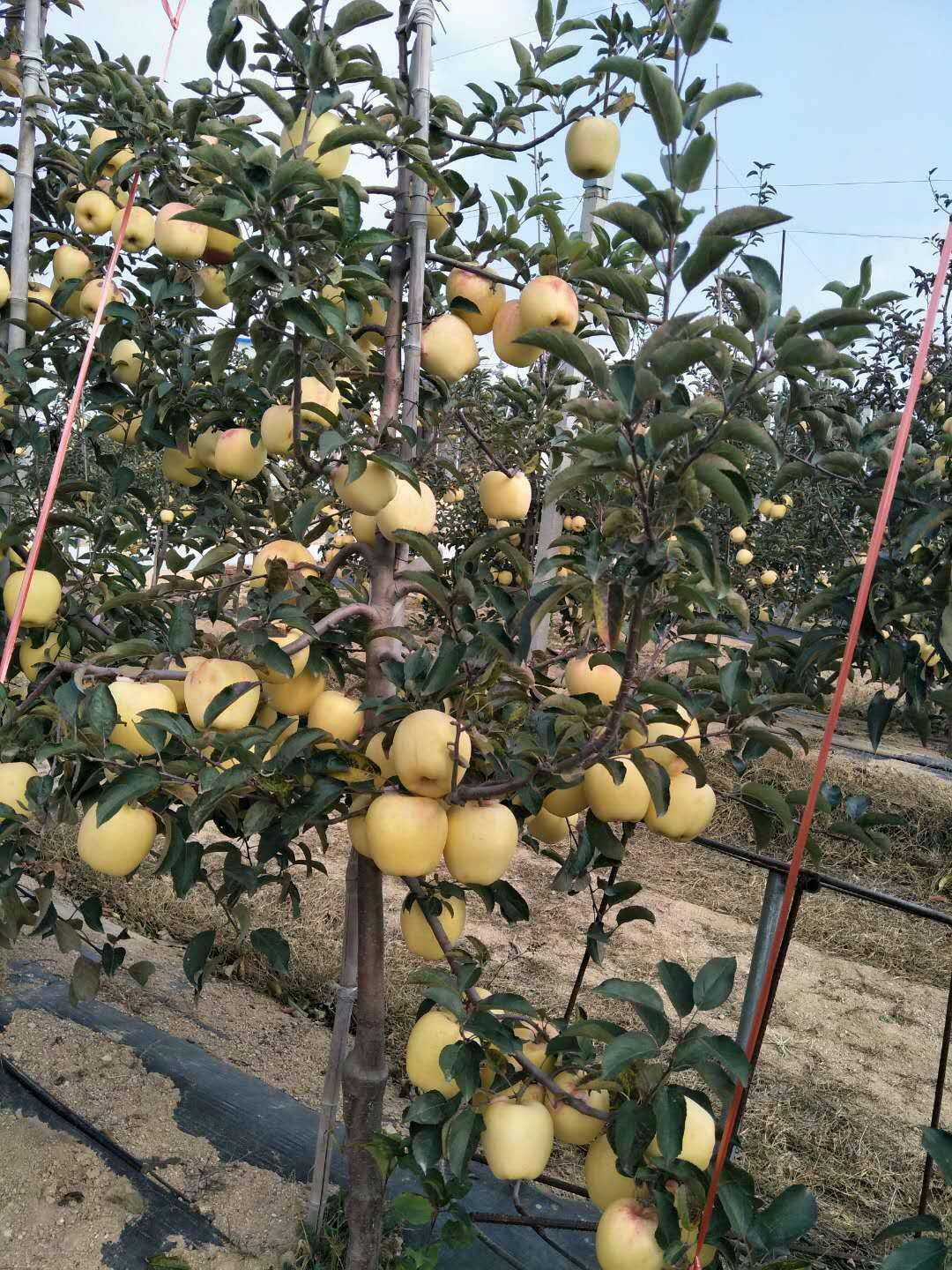 矮化爱妃苹果苗种植技术，矮化爱妃苹果苗基地苗木