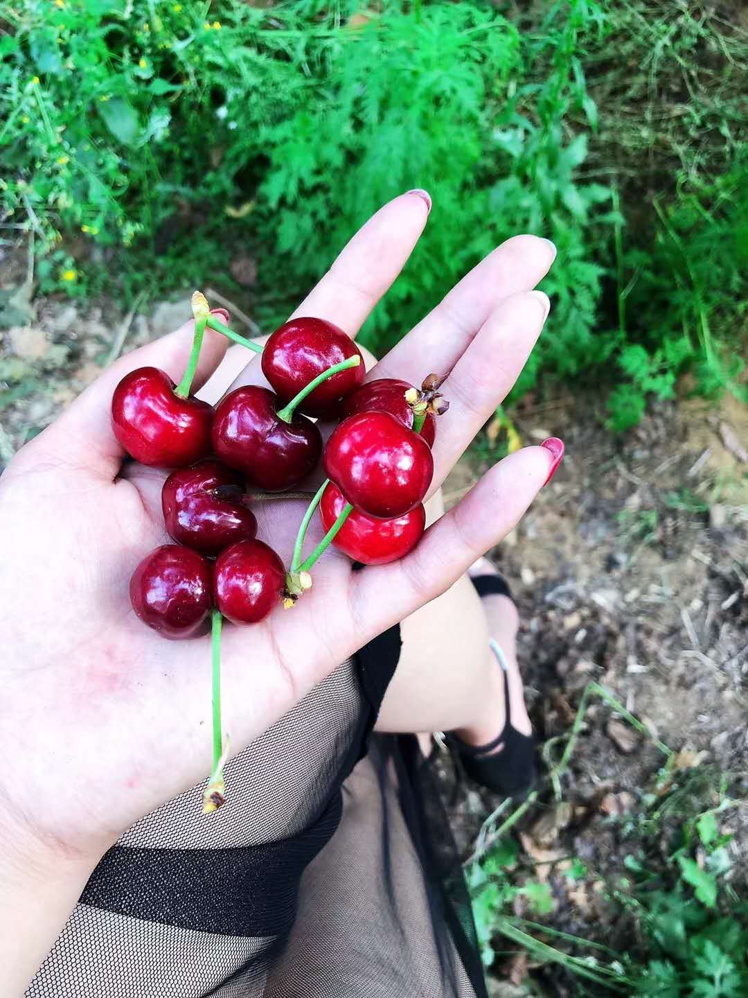 矮化吉塞拉：吉塞拉矮化美国一号出售种植基地