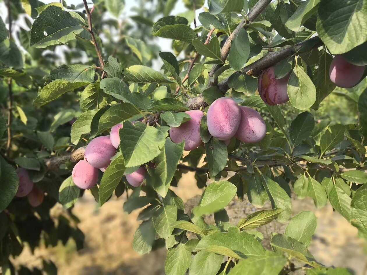 红西梅苗  红西梅苗基地苗木