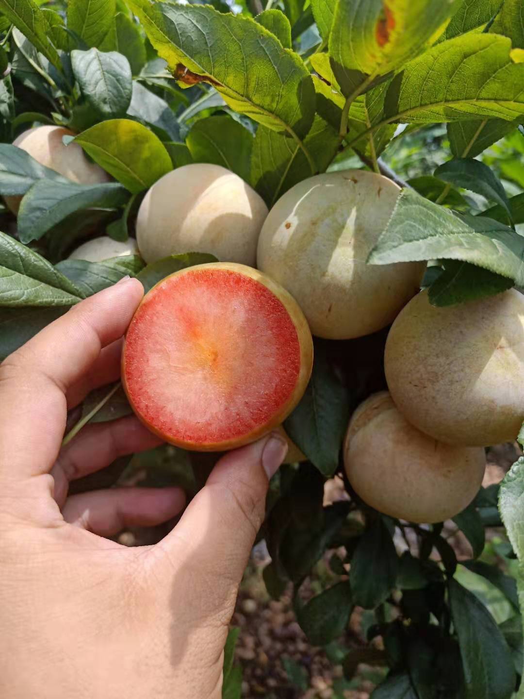 两年生西梅女神苗种植优缺点