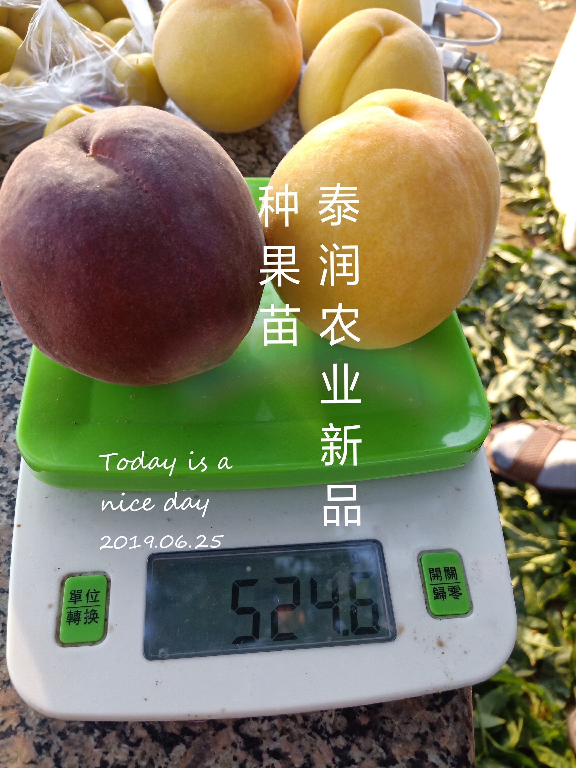中桃金魁中桃金魁自花授粉