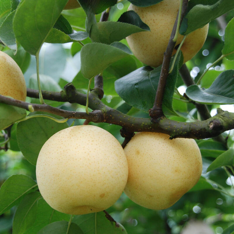 夏玉梨苗缺点（简述）