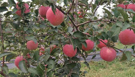 矮化鲁丽苹果树苗矮化鲁丽苹果树苗几年结果图片2