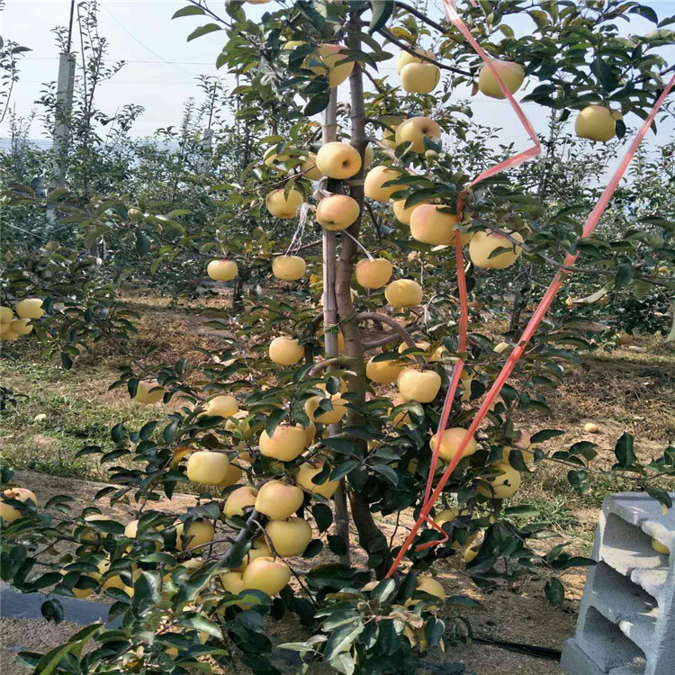 红蜜脆苹果苗,红蜜脆苹果苗批发