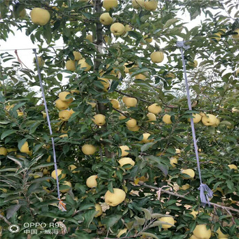 鲁丽苹果树苗基地鲁丽苹果树苗