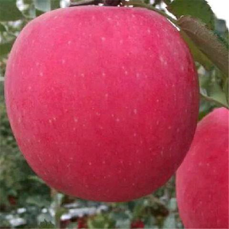 瑞阳苹果苗管理技术要求 瑞阳苹果苗