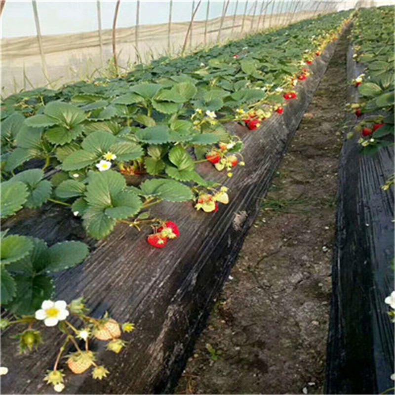 组培二代飞仙飞仙种植管理技术