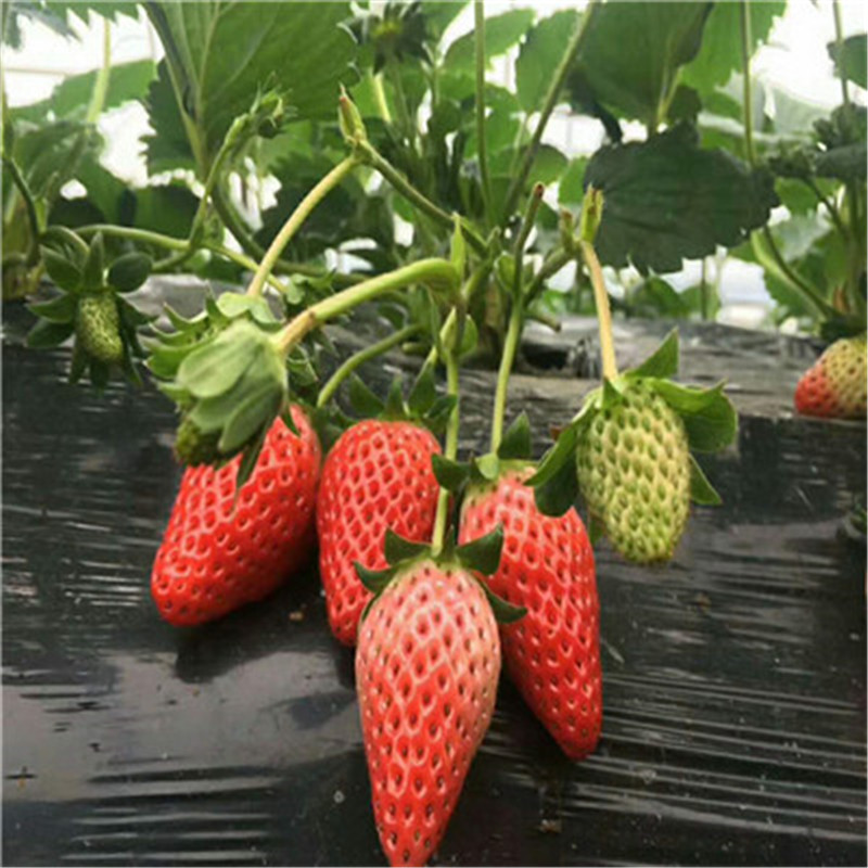 组培二代越秀草莓苗越秀草莓苗便宜出售