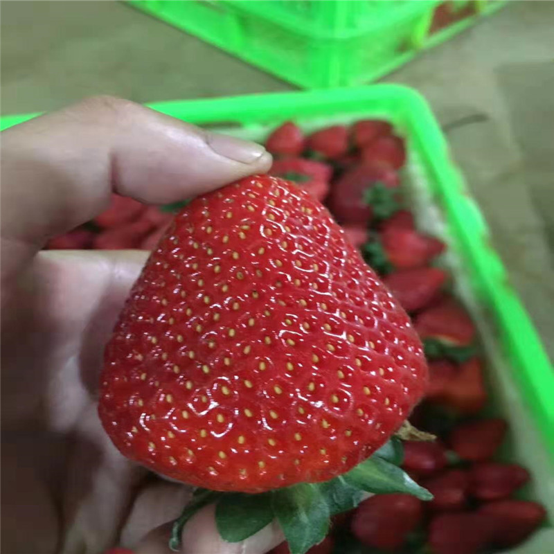 京郊小白草莓苗移栽注意事项京郊小白草莓苗坐果早