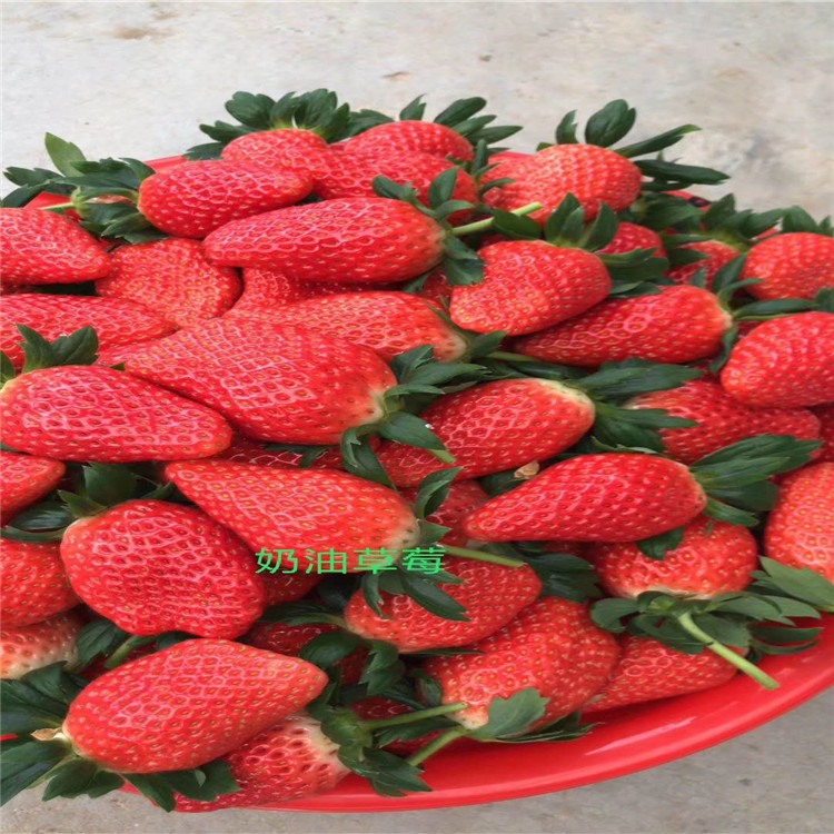 组培二代越秀草莓苗越秀草莓苗便宜出售
