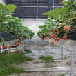 低价出售宁玉草莓苗宁玉草莓苗种植管理技术图片