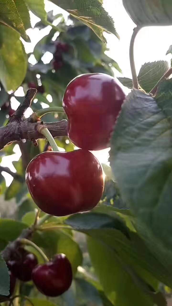 瑞德大樱桃接穗管理技术要求瑞德大樱桃接穗成熟期介绍