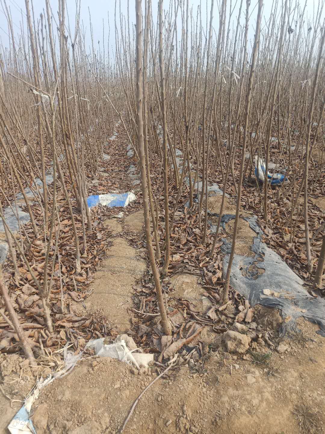 奇早櫻桃接穗批發(fā)基地奇早櫻桃接穗果子大小