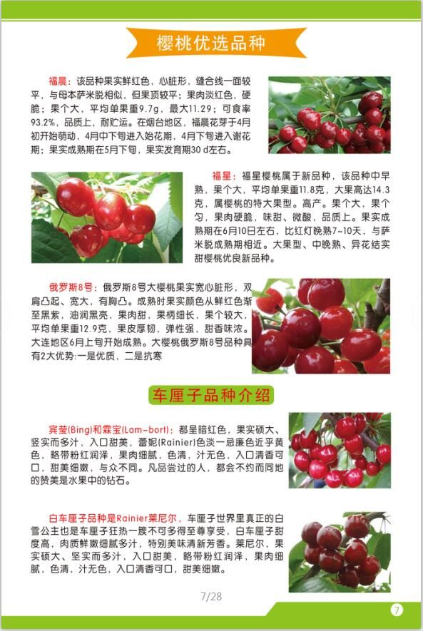 美早樱桃秒种植基地美早樱桃秒成熟期介绍