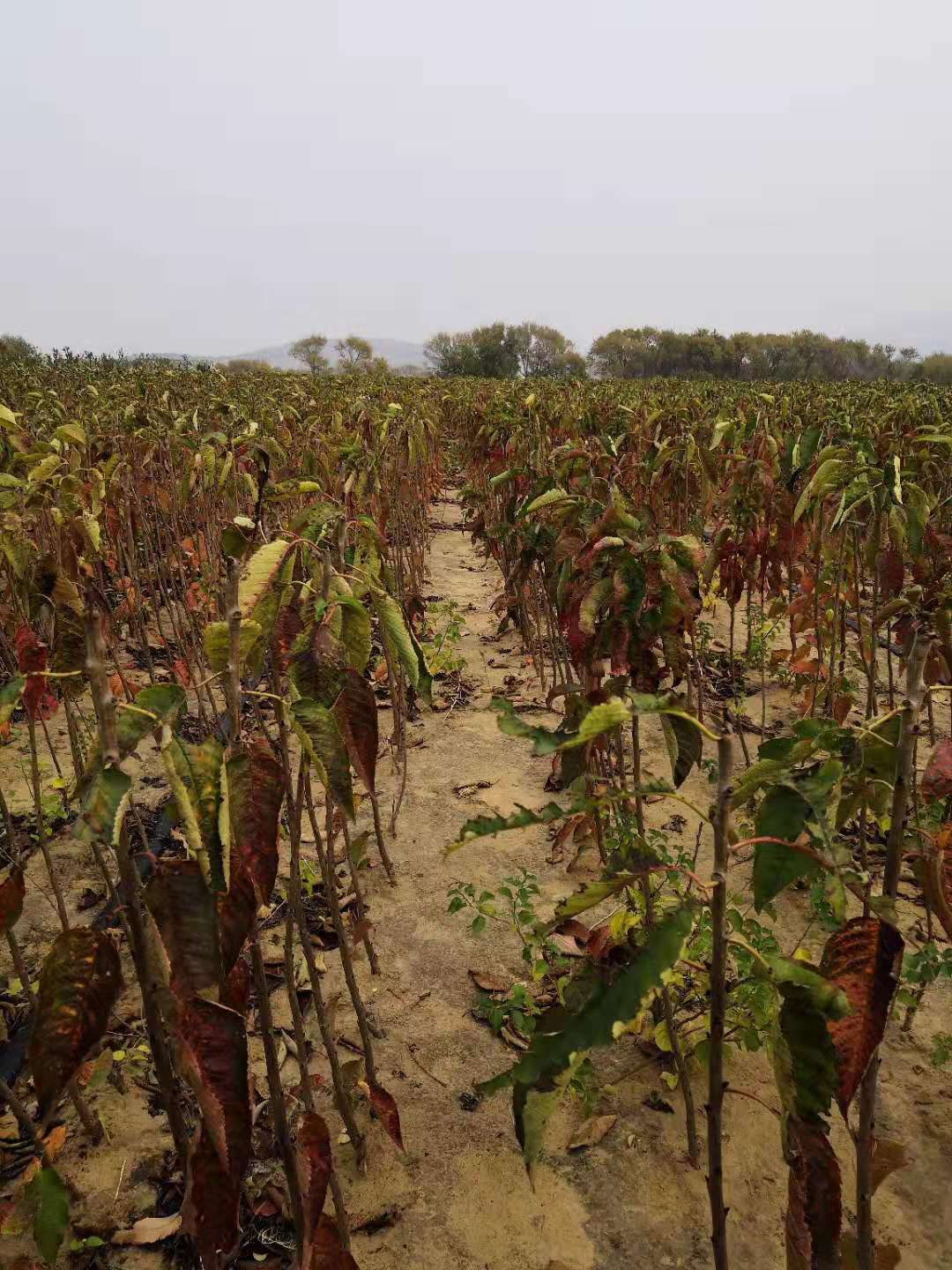 瑞德大樱桃接穗种植基地瑞德大樱桃接穗报价及简介