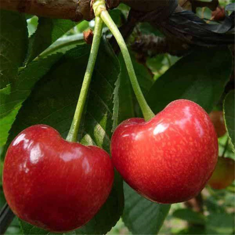 鲁樱三号樱桃接穗管理技术要求鲁樱三号樱桃接穗种植基地