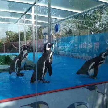 海洋动物海狮表演企鹅租赁展览公司