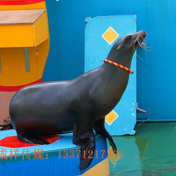 哪里有海洋动物出租海洋动物海狮企鹅海豚表演租赁展览
