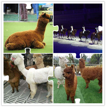 大型羊驼矮马租赁，动物表演，马戏团商演，百鸟园展览联系方式及流程