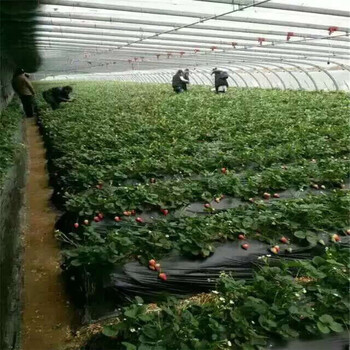 口碑好的紅顏草莓苗廠(chǎng)家信息面向地區(qū)：寧夏