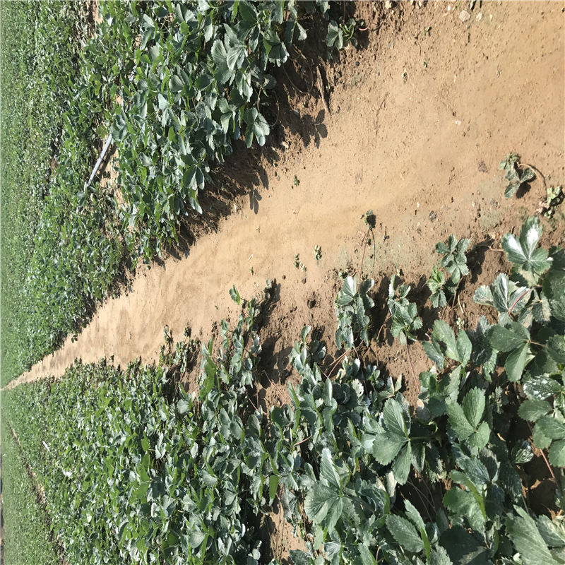 能品種的紅顏草莓苗繁育基地信息面向地區(qū):重慶