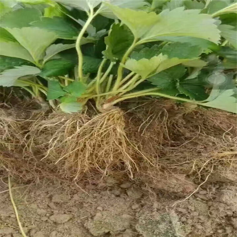河北碩蜜草莓苗花色什么顏色