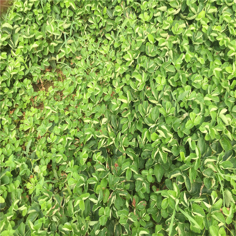 紅顏草莓苗報價信息面向地區(qū)：江西