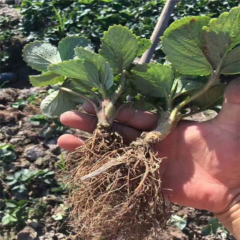 每年大量繁育培育章姬草莓苗信息面向地區：湖南