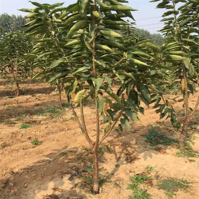 廣西采購(gòu)吉塞拉12號(hào)櫻桃砧木