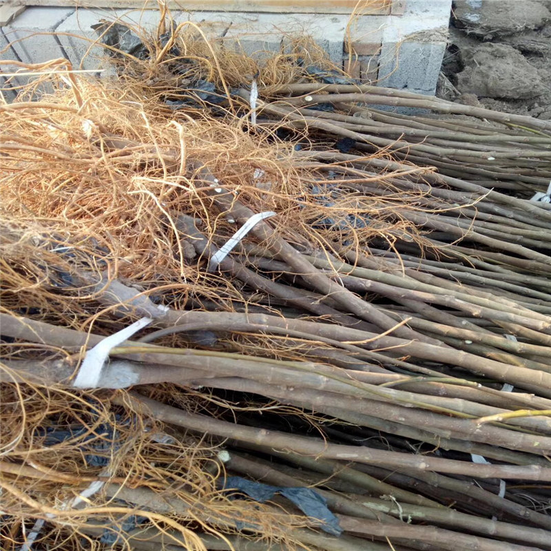 江西采購(gòu)吉塞拉12號(hào)櫻桃砧木