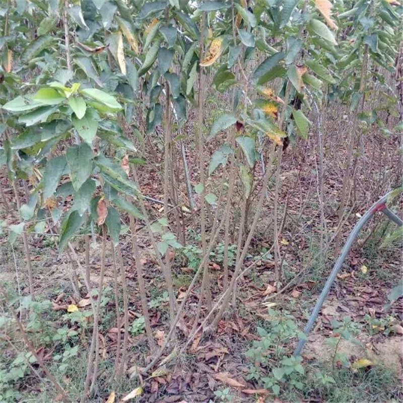 青海米經(jīng)14cm吉塞拉櫻桃砧木櫻桃