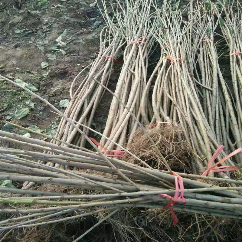 廣西采購(gòu)吉塞拉12號(hào)櫻桃砧木