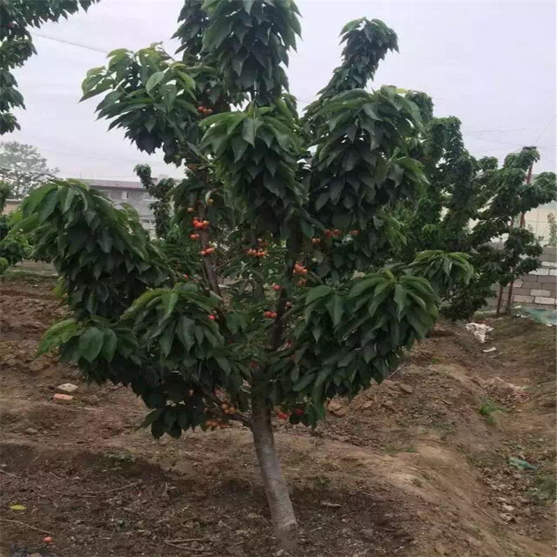 江西采購(gòu)吉塞拉12號(hào)櫻桃砧木