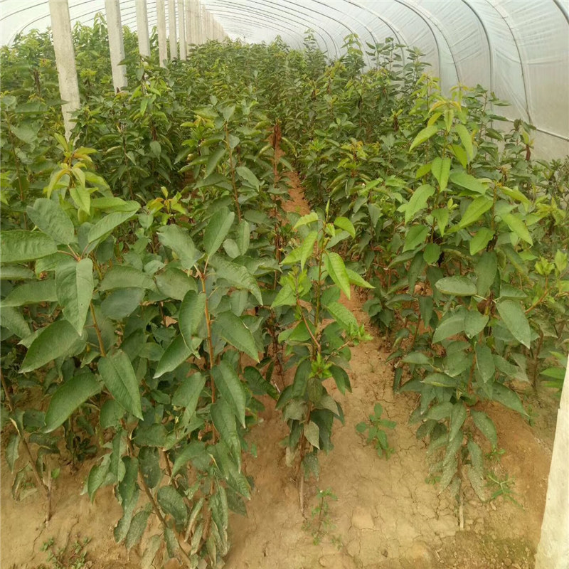 貴州米經(jīng)14cm吉塞拉櫻桃砧木櫻桃