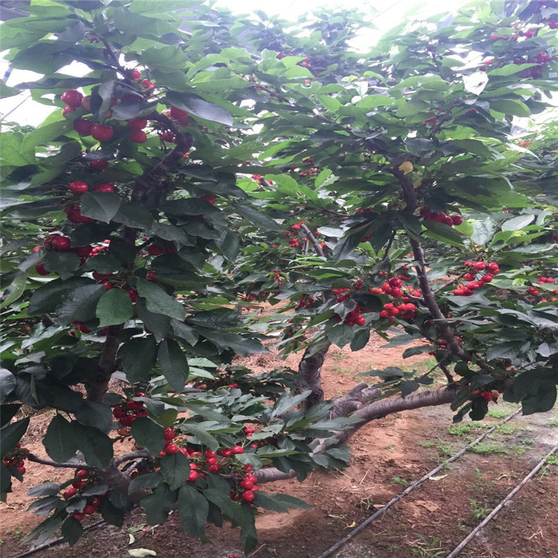 河北米經(jīng)14cm吉塞拉櫻桃砧木櫻桃