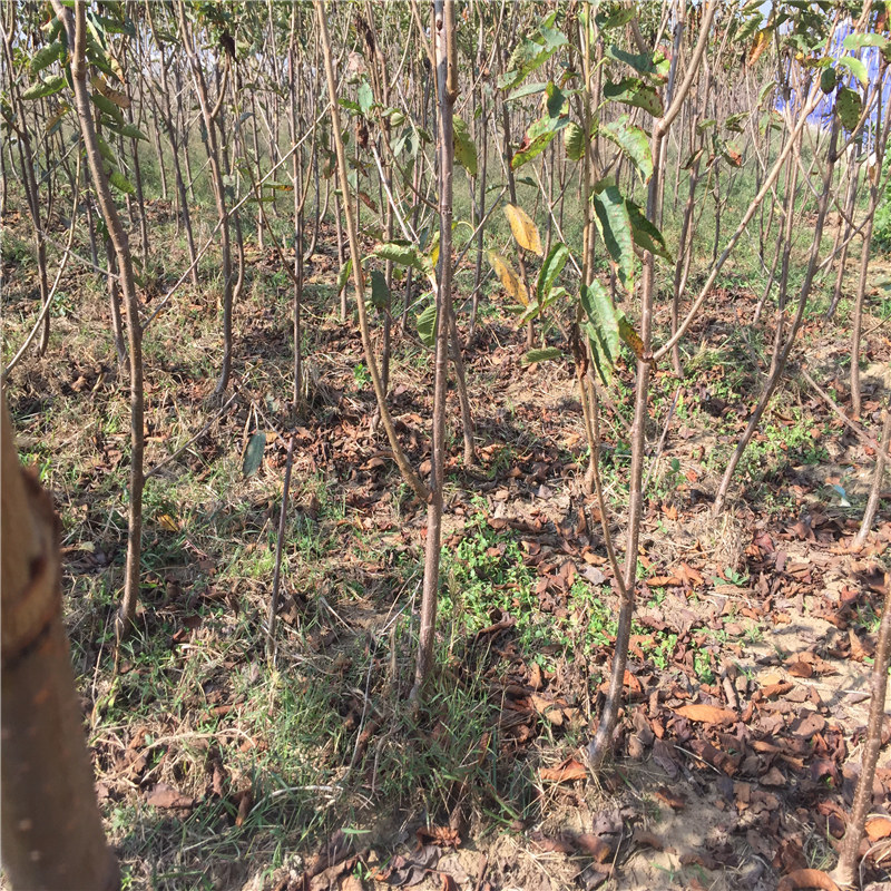 廣西采購(gòu)吉塞拉12號(hào)櫻桃砧木