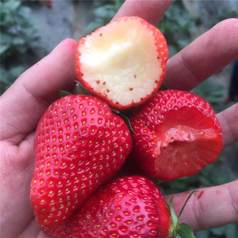 湖北什么時間種植華香2號草莓苗為合適