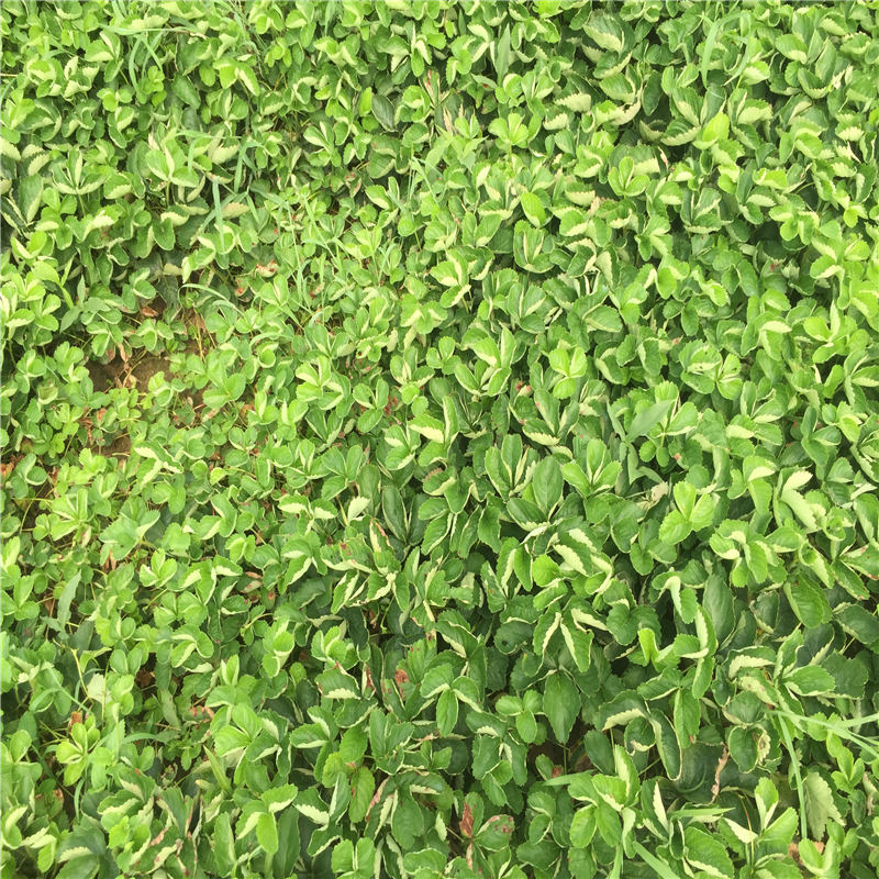 安徽妙香3號(hào)草莓苗生產(chǎn)廠家有哪些？
