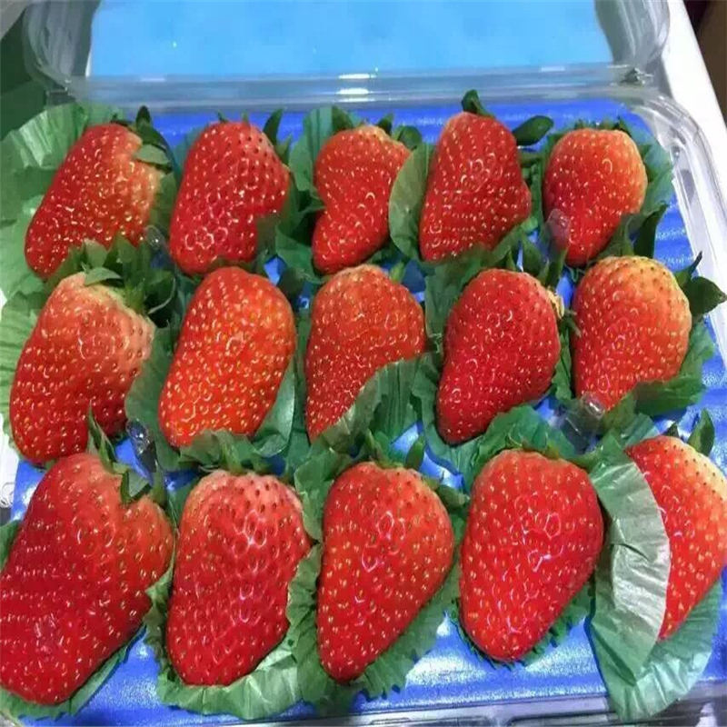 廣東達(dá)賽萊克特草莓苗產(chǎn)量是多少