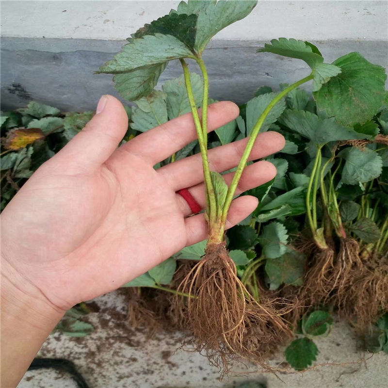 山西推薦達(dá)賽草莓苗