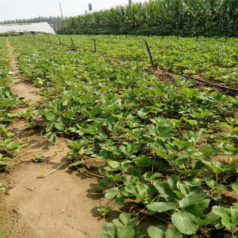 云南南北方適不適合種植容莓3號(hào)草莓苗
