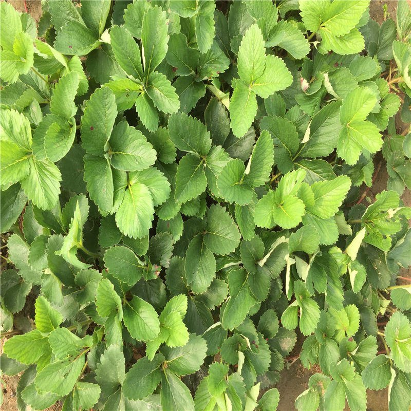 浙江華香2號草莓苗供應(yīng)商郵寄方式