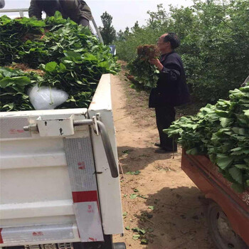 上海妙香3號草莓苗怎樣提高移栽成活率