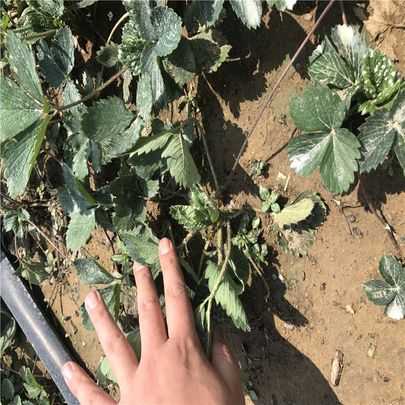 山西妙香3號草莓苗怎樣提高移栽成活率