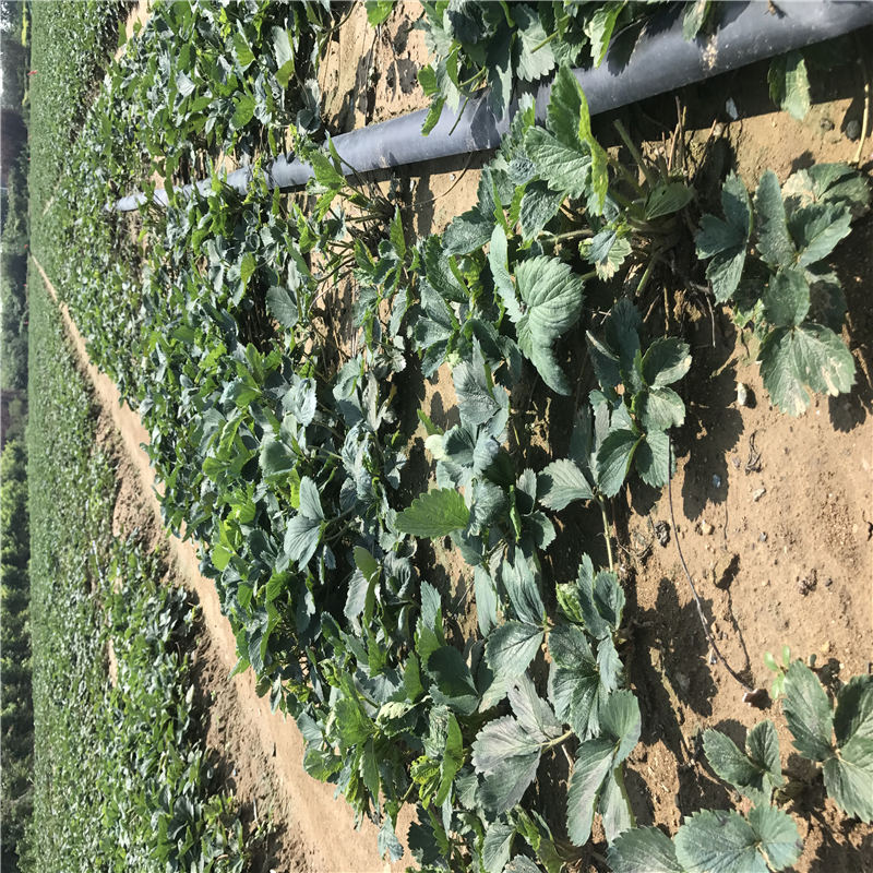 福建南北方適不適合種植容莓3號(hào)草莓苗