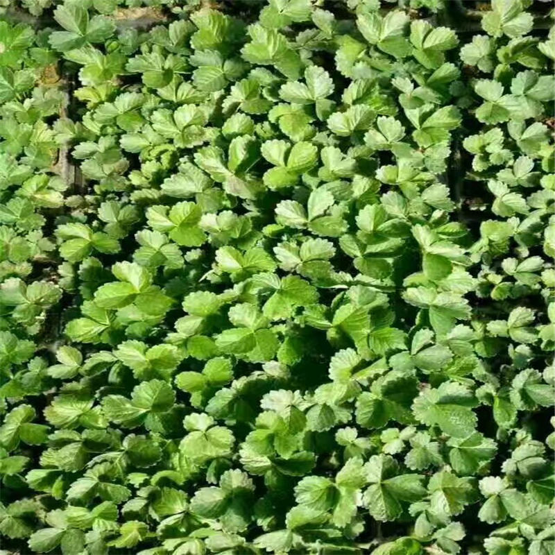 湖南卡麥羅莎草莓苗種植管理技術